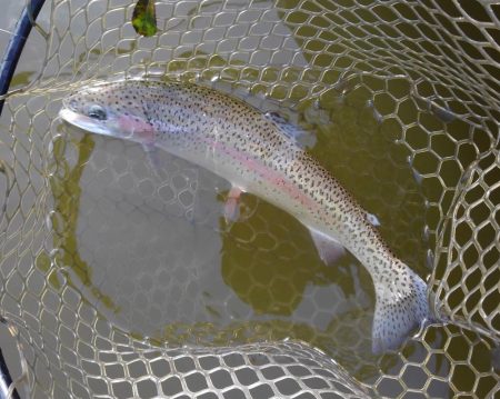 大安トラウトレイク釣果